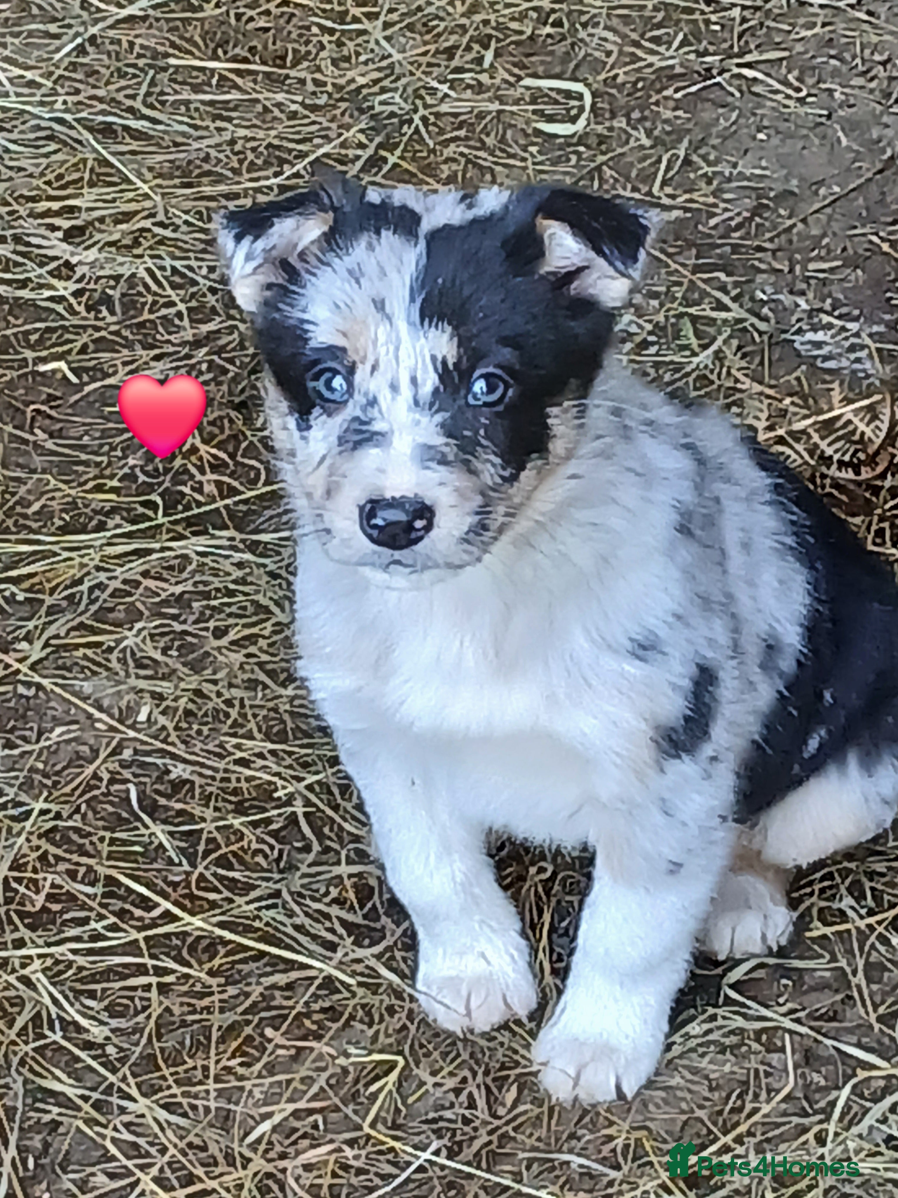 Border Collie dogs Blue merl border collies - Advert 17