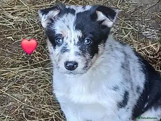 Border Collie dogs Blue merl border collies - Advert 17