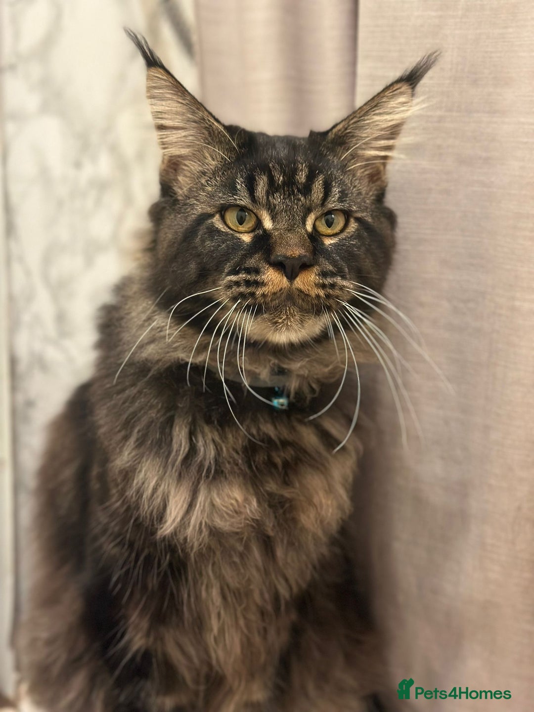 Maine Coon cats for sale: Full Maine coon kittens available  - Advert 18