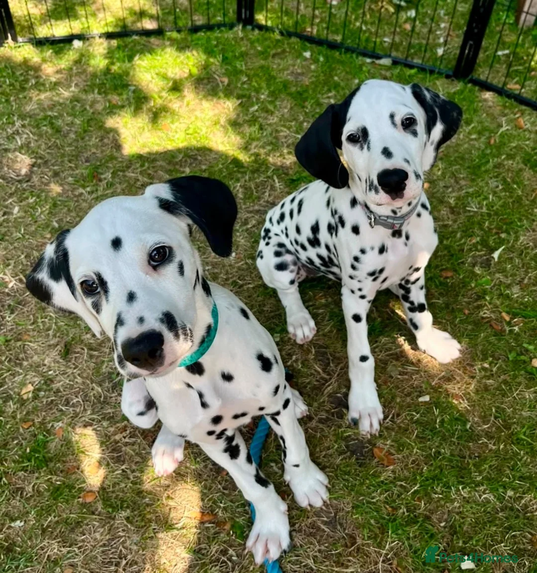 Dalmatian dogs for sale: KC reg full hearing Dalmatian Puppies  - Advert 1