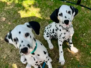 Dalmatian dogs KC reg full hearing Dalmatian Puppies - Advert 16