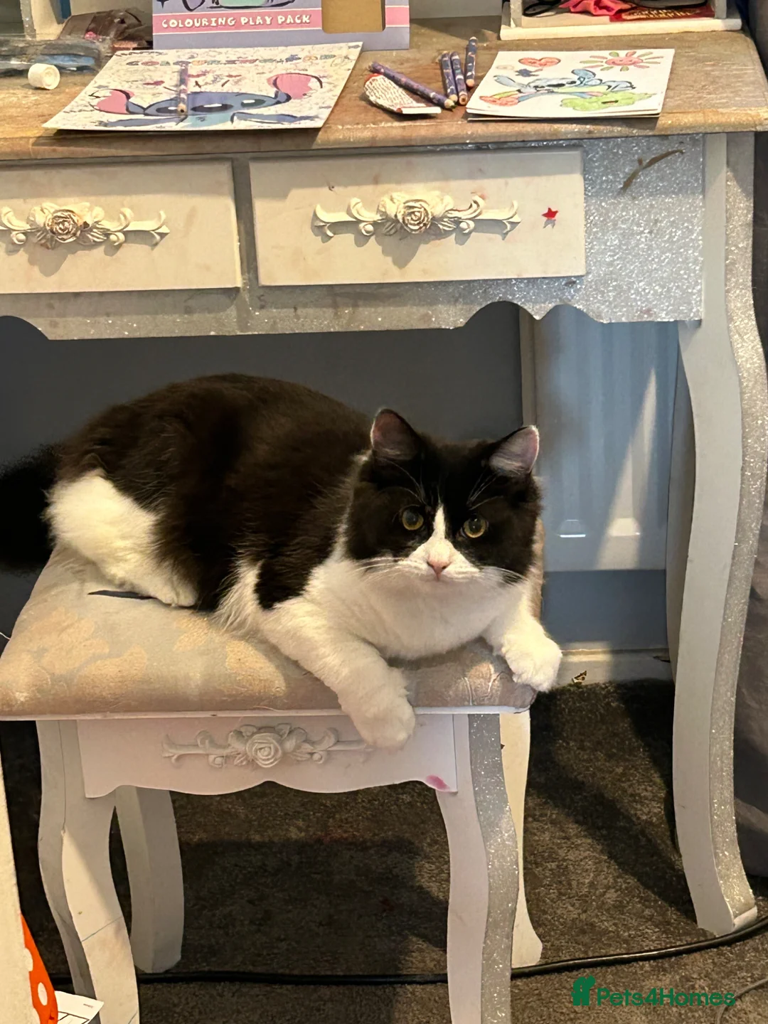 Mixed Breed cats for sale: cat for sale - Advert 9