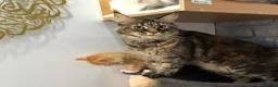 Maine Coon cats for sale: Beautiful Maine Coon Kittens — Ready Now - Advert 4