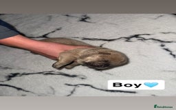 Chow Chow dogs for sale: Chow chow puppies - Image 2