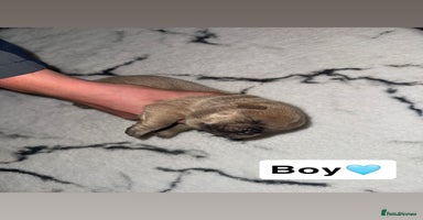 Chow Chow dogs Chow chow puppies - Advert 5