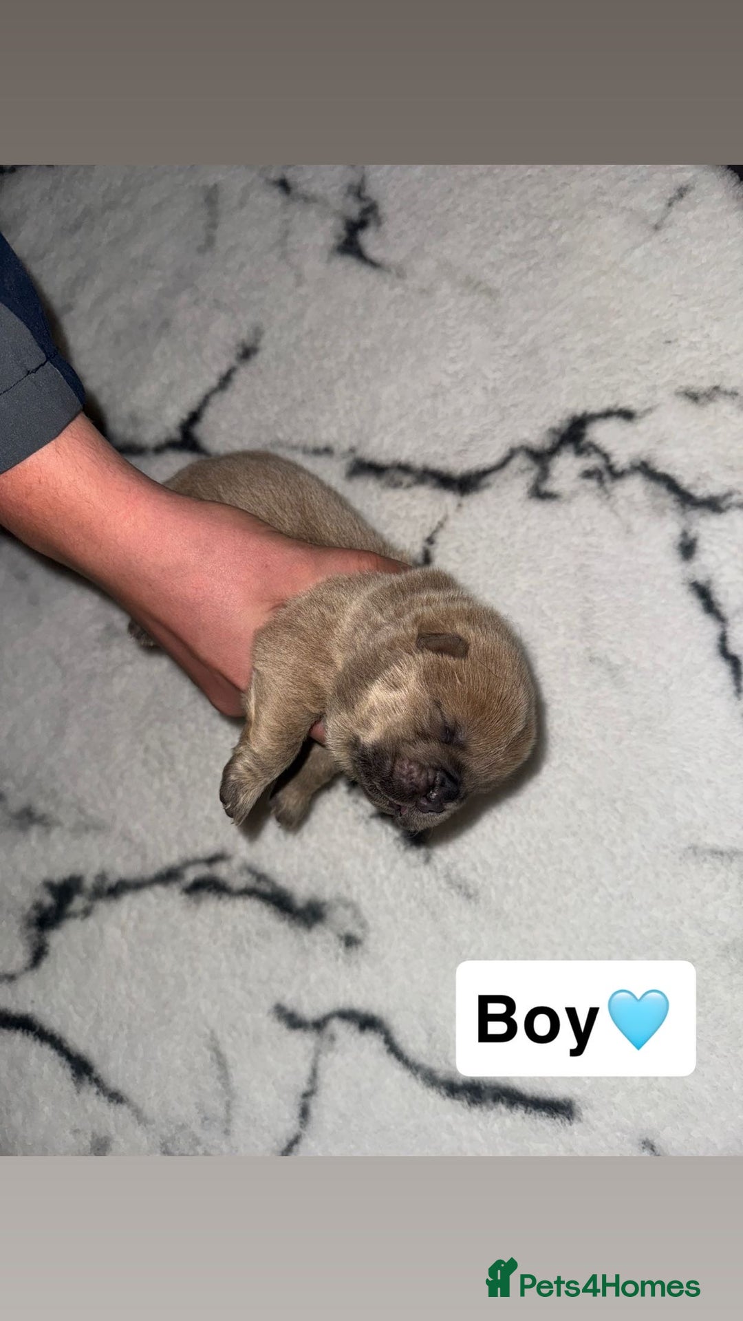 Chow Chow dogs for sale: Chow chow puppies - Image 2