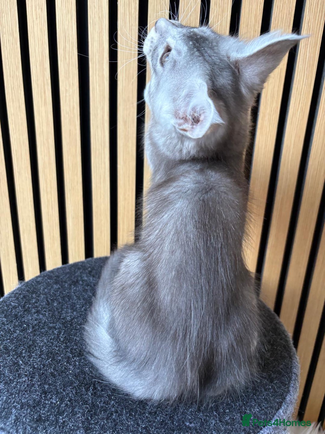 Maine Coon cats for sale: XL Maine Coon Kittens for Sale – TICA Reg - Advert 7