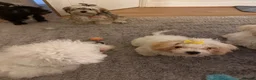 Mixed Breed dogs for sale: Bichon puppy - Advert 4