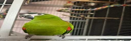 Macaws birds for sale: Red Shouldered Hahns Macaw in Bilston - Advert 3