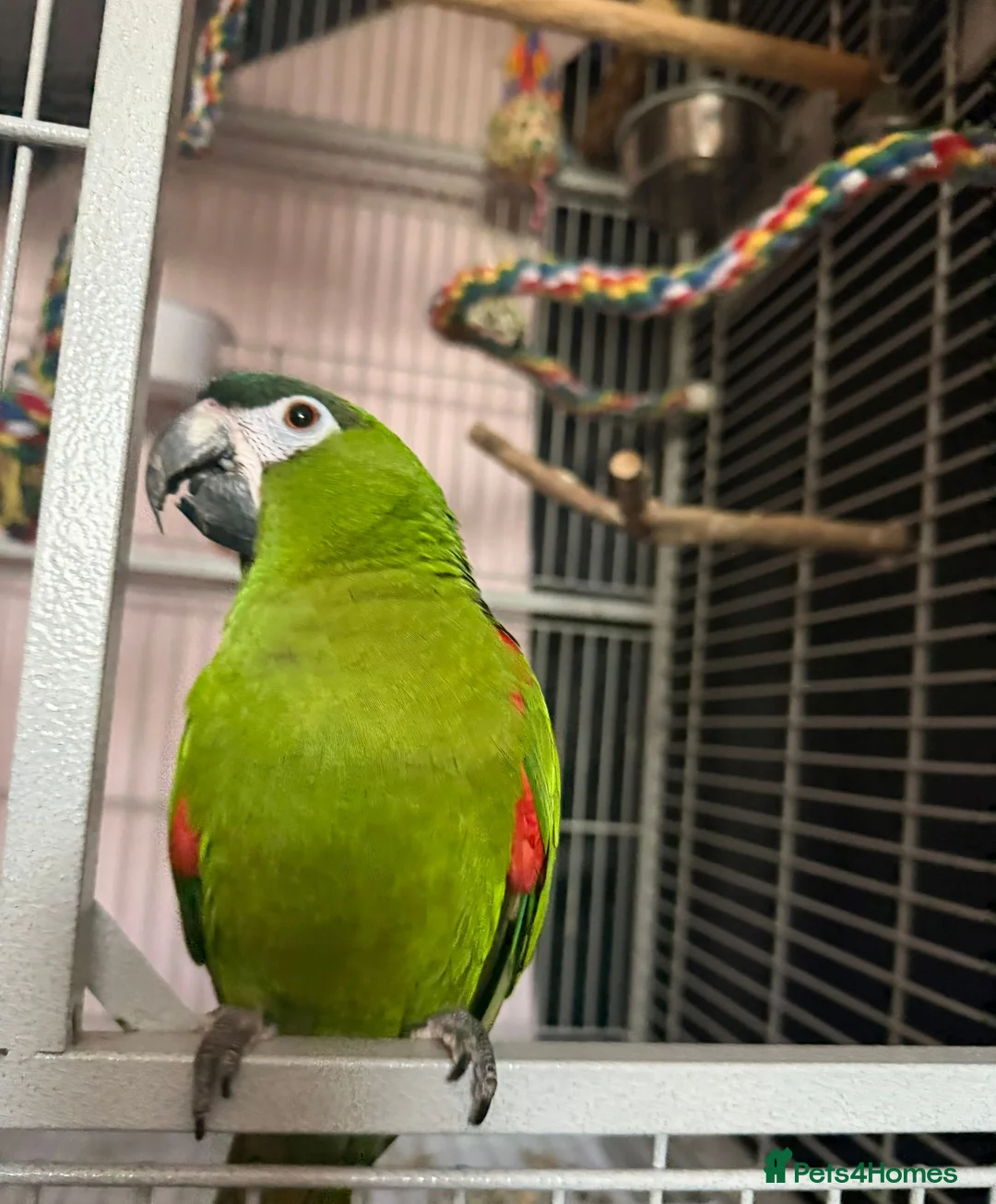Macaws birds for sale: Red Shouldered Hahns Macaw in Bilston - Advert 3