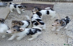 Fox Terrier dogs for sale: KC Reg Wire Fox Terrier Puppies READY NOW - Image 20