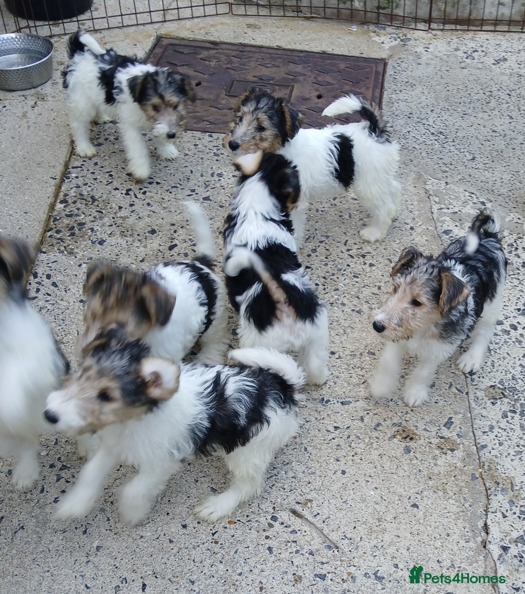 Fox Terrier dogs for sale: KC Reg Wire Fox Terrier Puppies READY NOW - Image 20