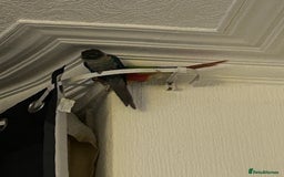 Conures birds for sale: Pair of conures 1 male 1 female  - Image 3