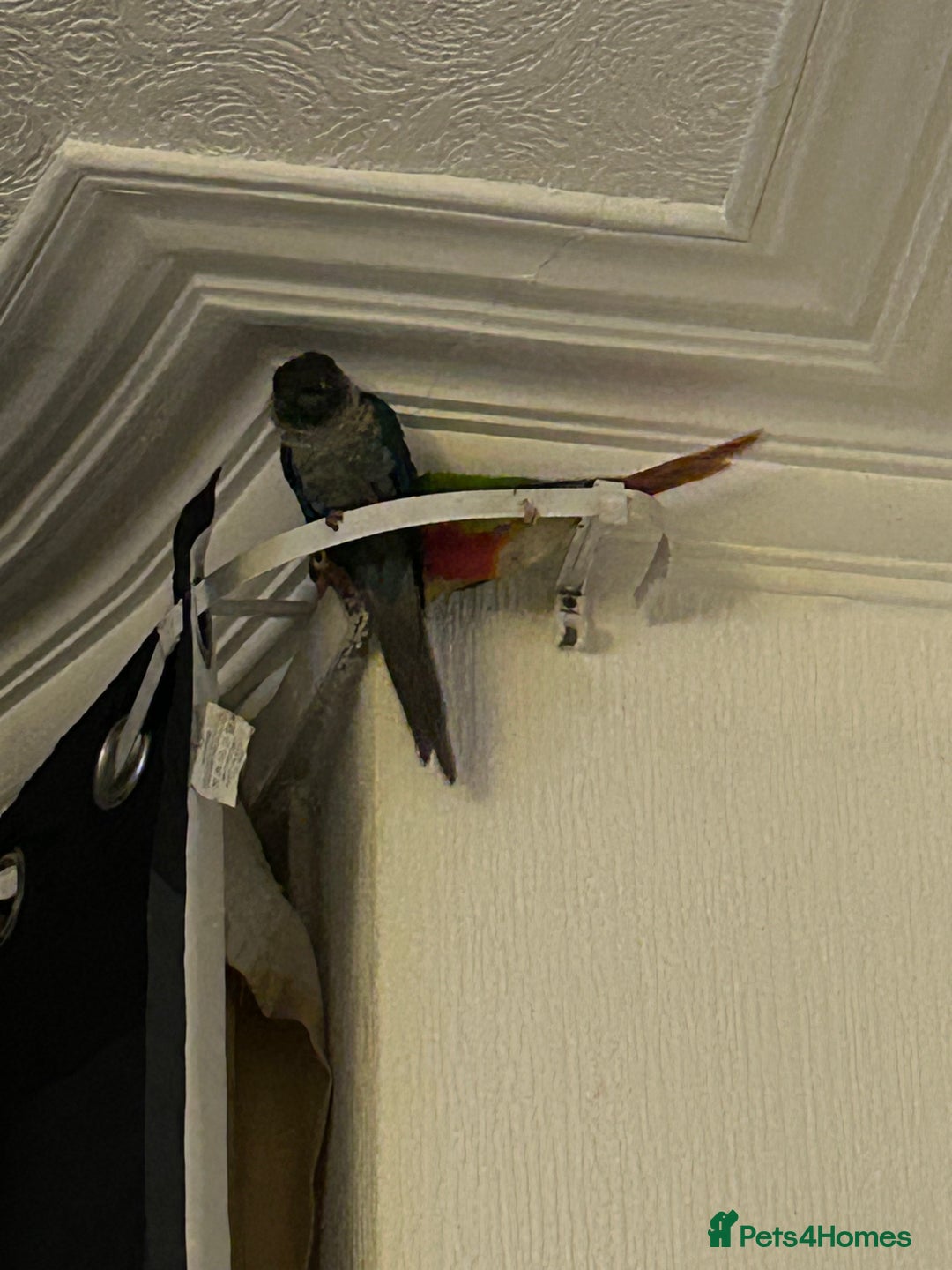 Conures birds for sale: Pair of conures 1 male 1 female  - Image 3