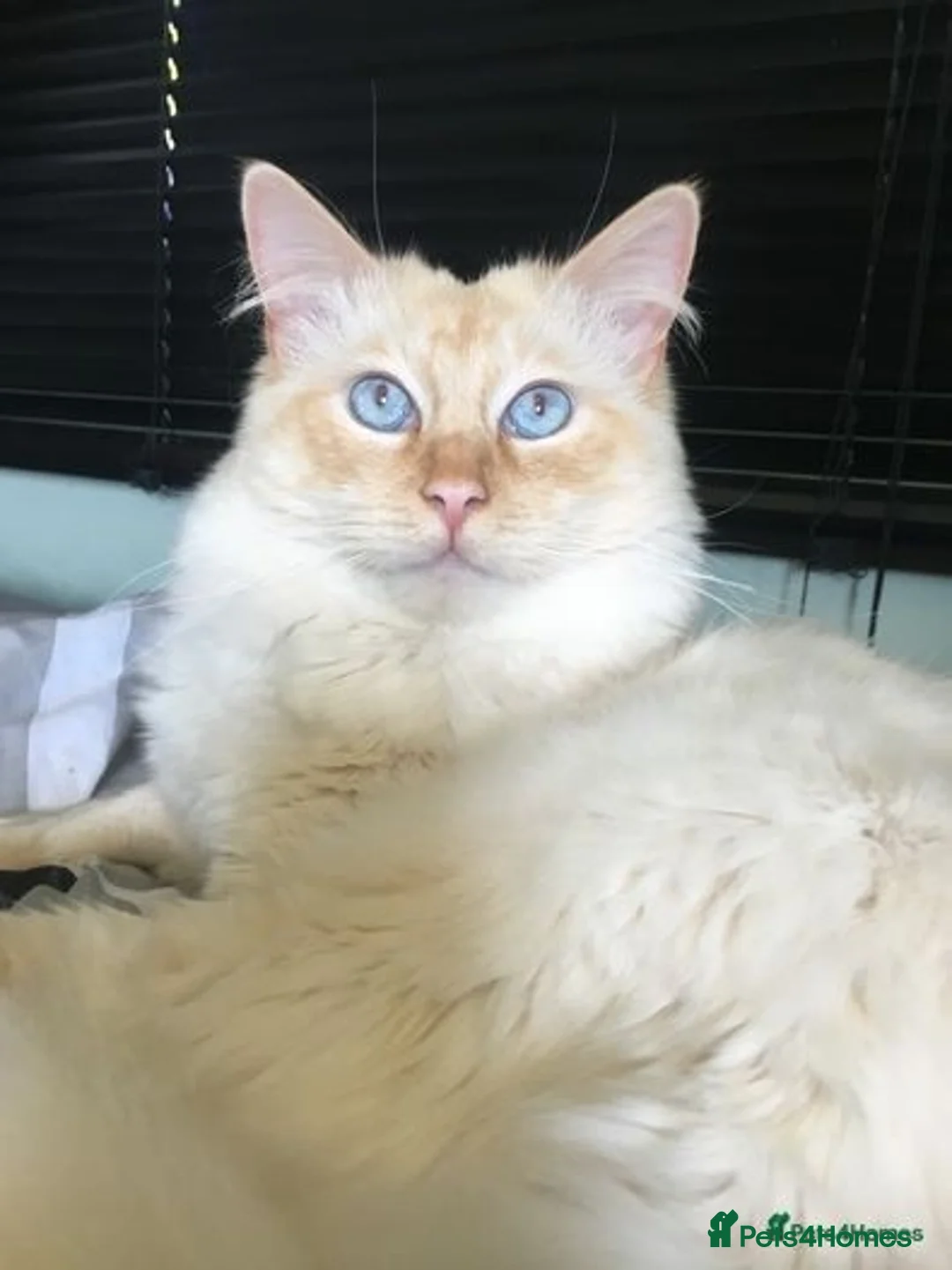 Ragdoll cats for stud: Rare Flame Point Ragdoll for stud - Image 7