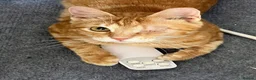 Arabian Mau cats for adoption: Baby Moi - Advert 2