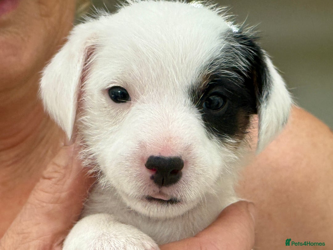 Parson Russell dogs for sale: Kennel Club Parsons Champions - Image 5