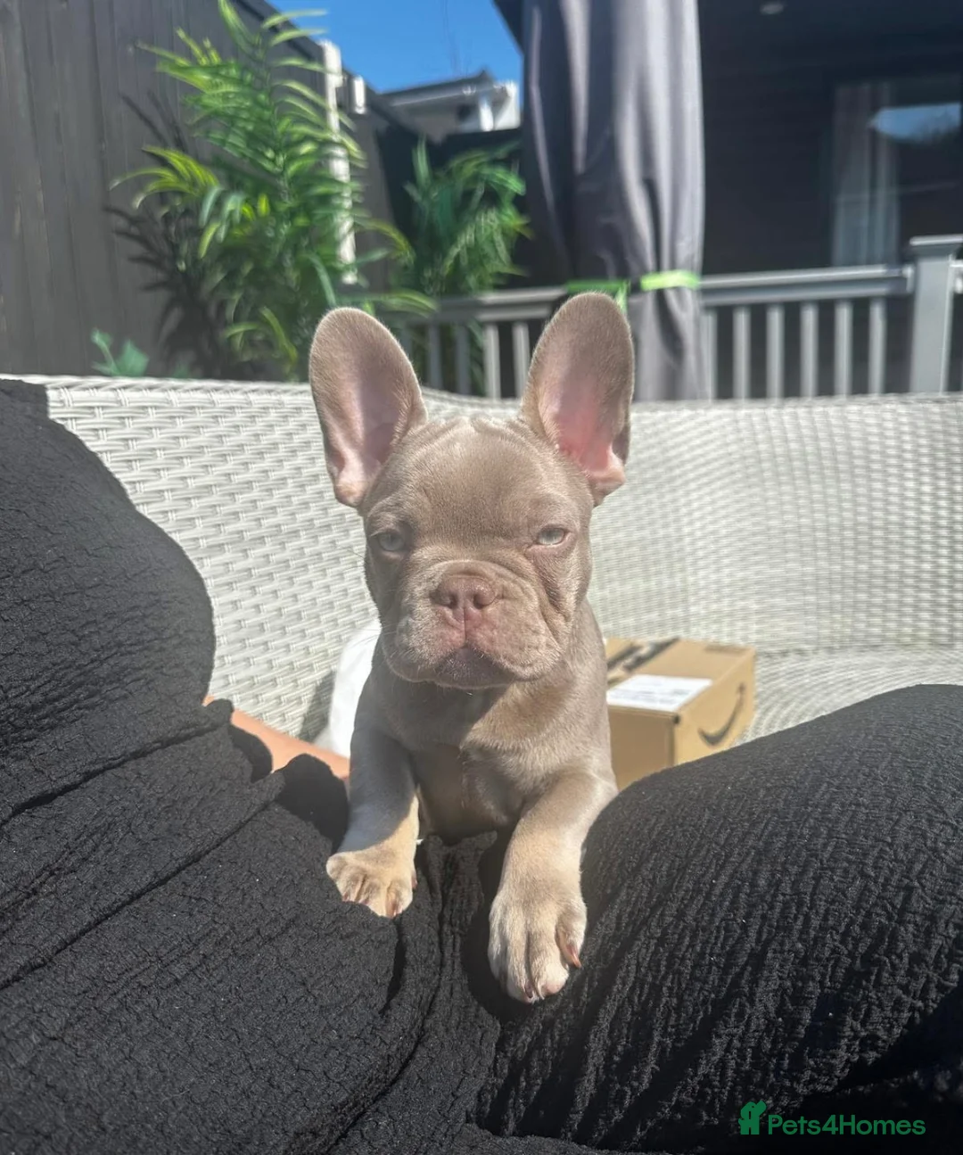 French Bulldog dogs for stud: Reggie French Bulldog for Studding  - Advert 11