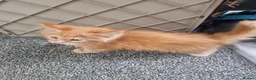 Maine Coon cats for sale: TICA REG. MAINE COON KITTENS  - Advert 24