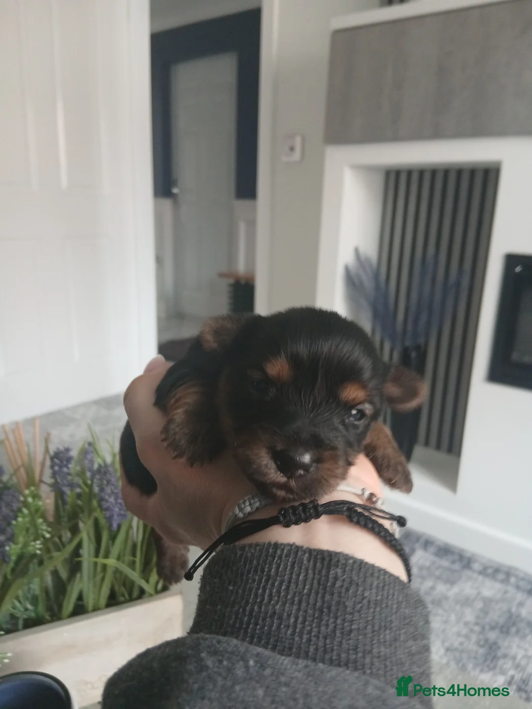 Biewer Terrier dogs for sale: READY TO GO Mini Purebred Biwer Yorkshire Terrier  - Advert 36