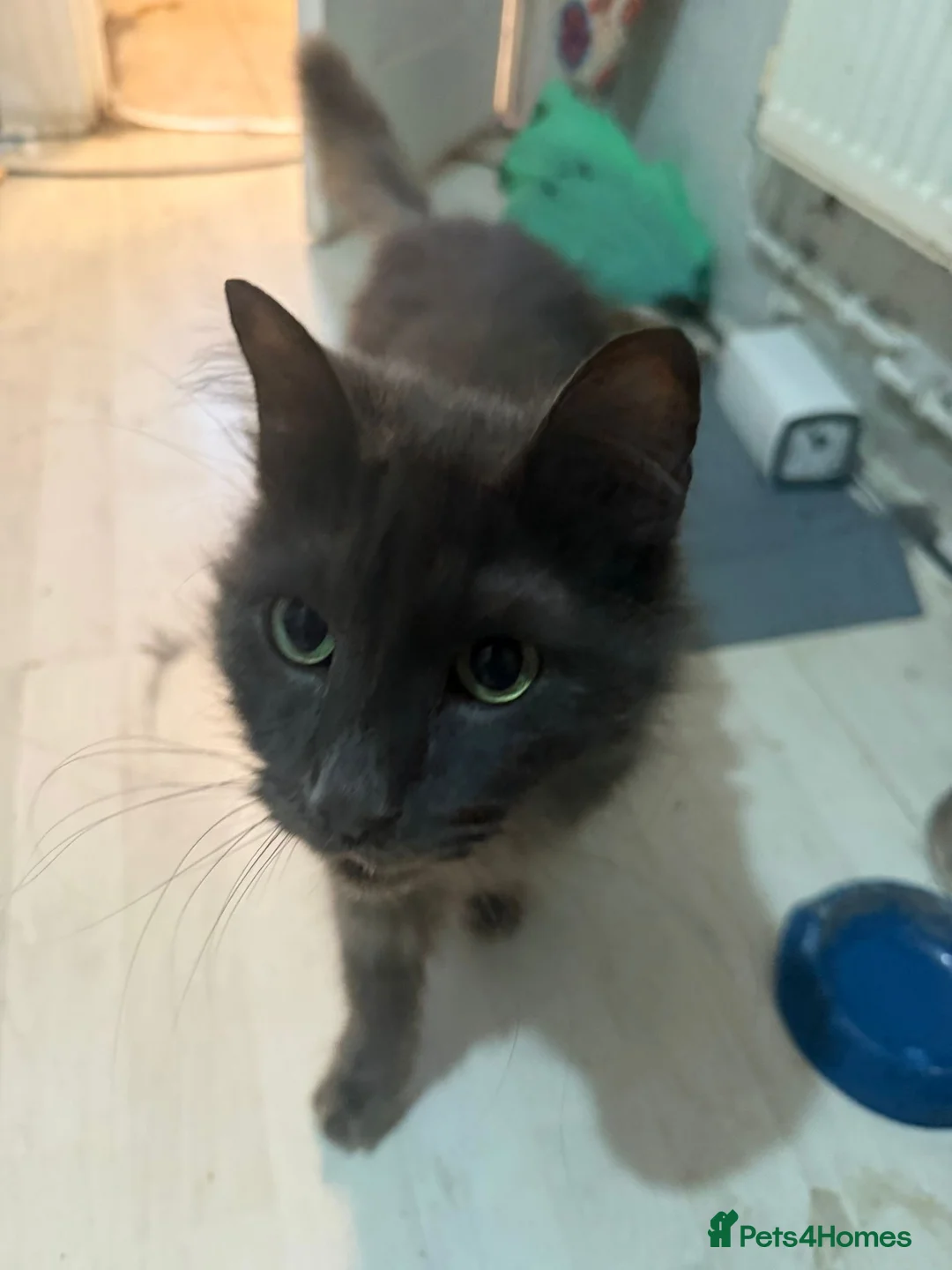 Mixed Breed cats for sale: Looking for a home for my loveable cat.  in London - Advert 3