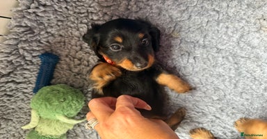 Miniature Dachshund dogs - Advert 3
