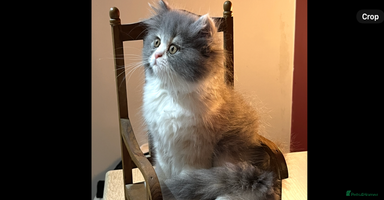 Persian cats - Advert 16