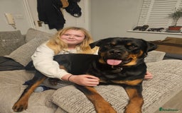 Rottweiler dogs for sale: Beautiful Rottweiler  - Image 2