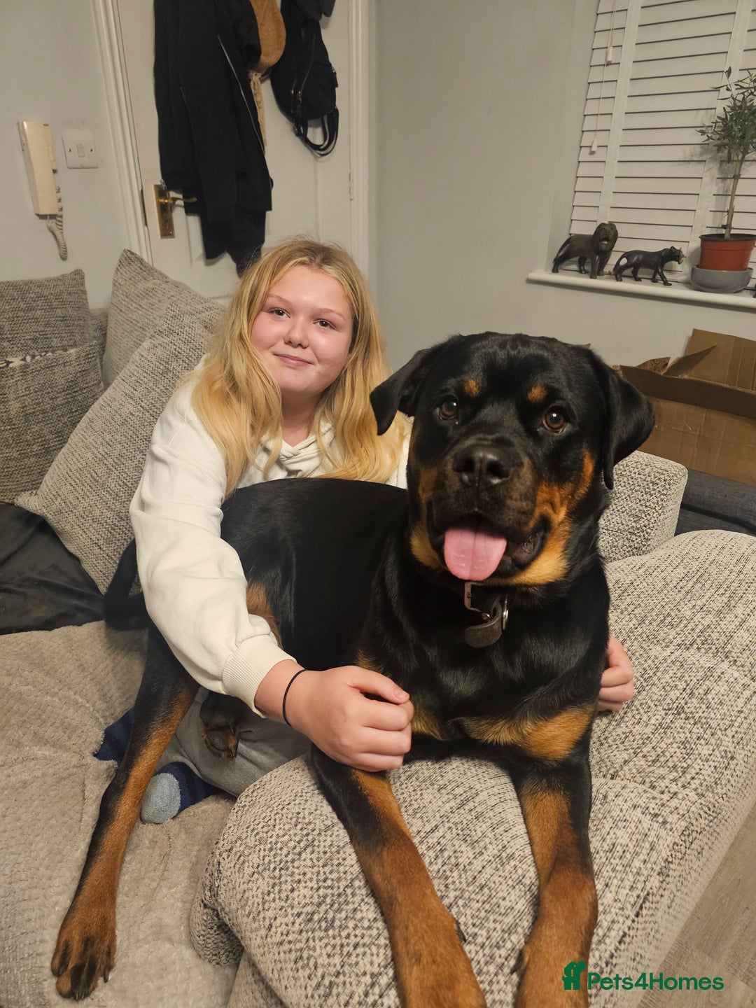 Rottweiler dogs for sale: Beautiful Rottweiler  - Image 2