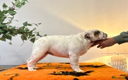 English Bulldog dogs for sale: Kc reg Stunning female available  - Image 2