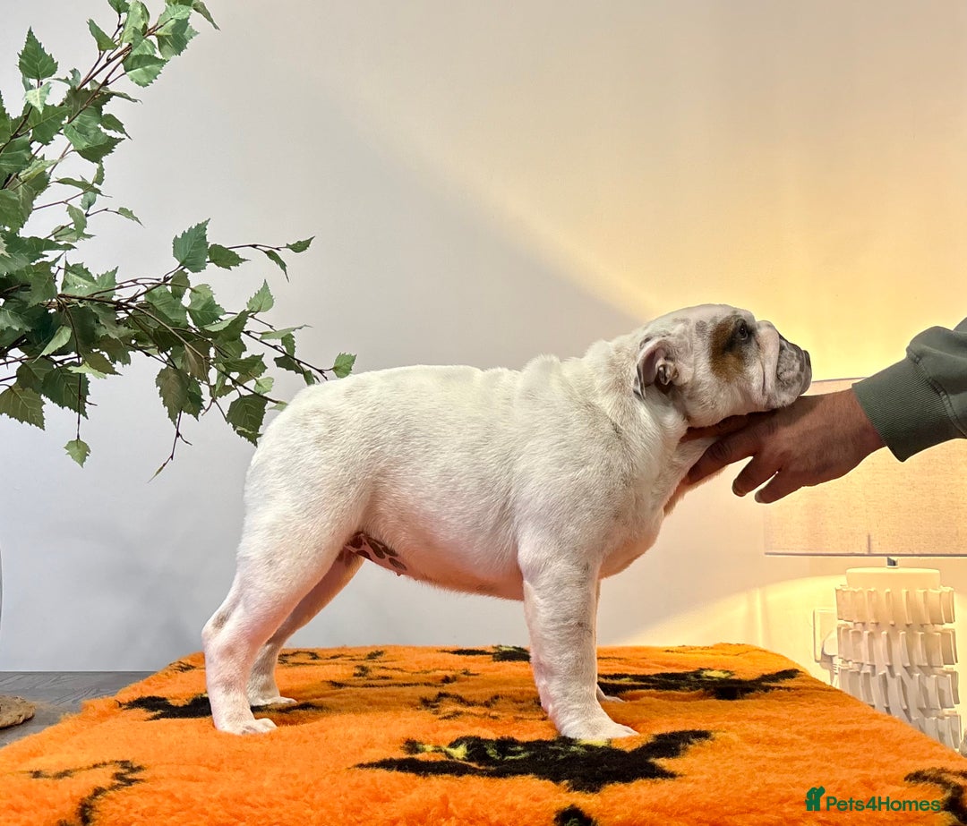 English Bulldog dogs for sale: Kc reg Stunning female available  - Image 2