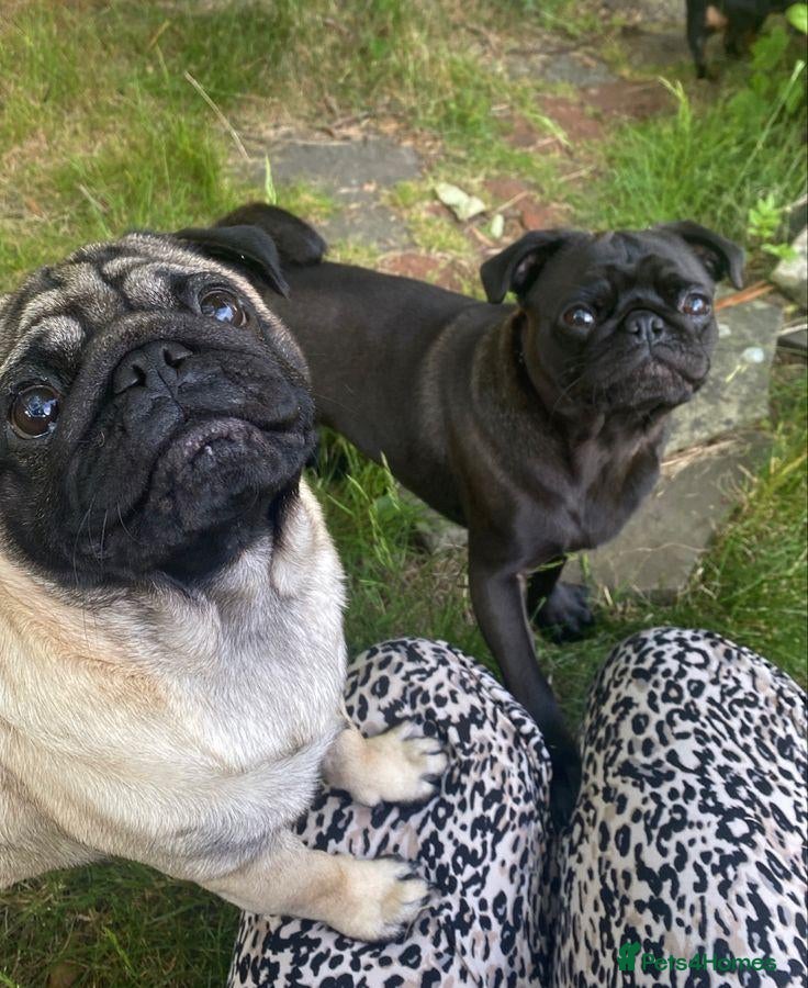 Pug dogs Pretty pug black and fawn puppies  - Advert 1