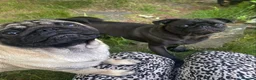 Pug dogs for sale: Pretty pug black and fawn puppies  in London - Advert 1
