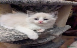 Ragdoll cats for sale: Surprisingly cute,smart Ragdoll. - Image 8