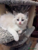 Ragdoll cats - Advert 3