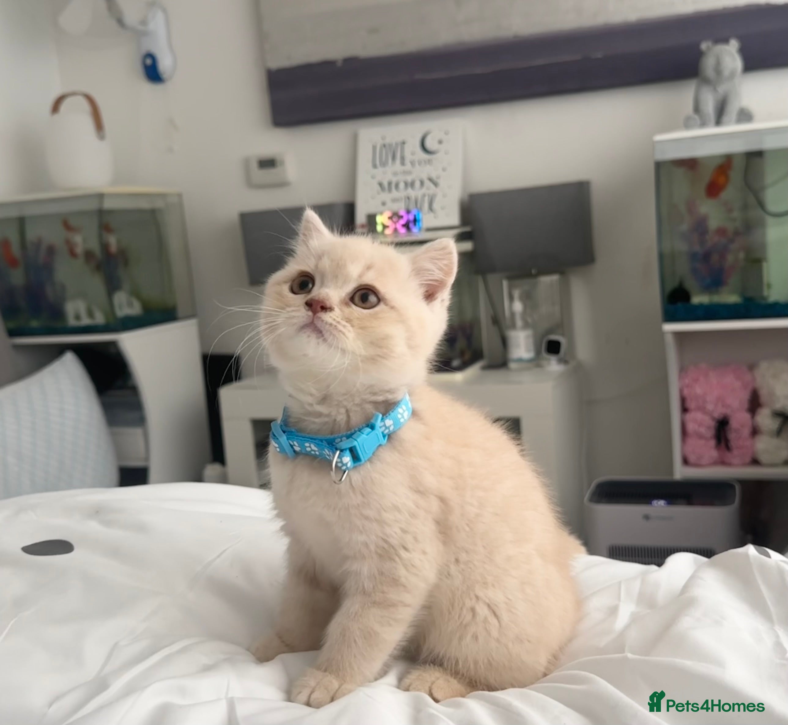 British Shorthair cats ⭐️CREAM BOY BRITISH SHORTHAIR KITTENS ⭐️ - Advert 16
