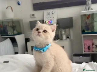 British Shorthair cats ⭐️CREAM BOY BRITISH SHORTHAIR KITTENS ⭐️ - Advert 16