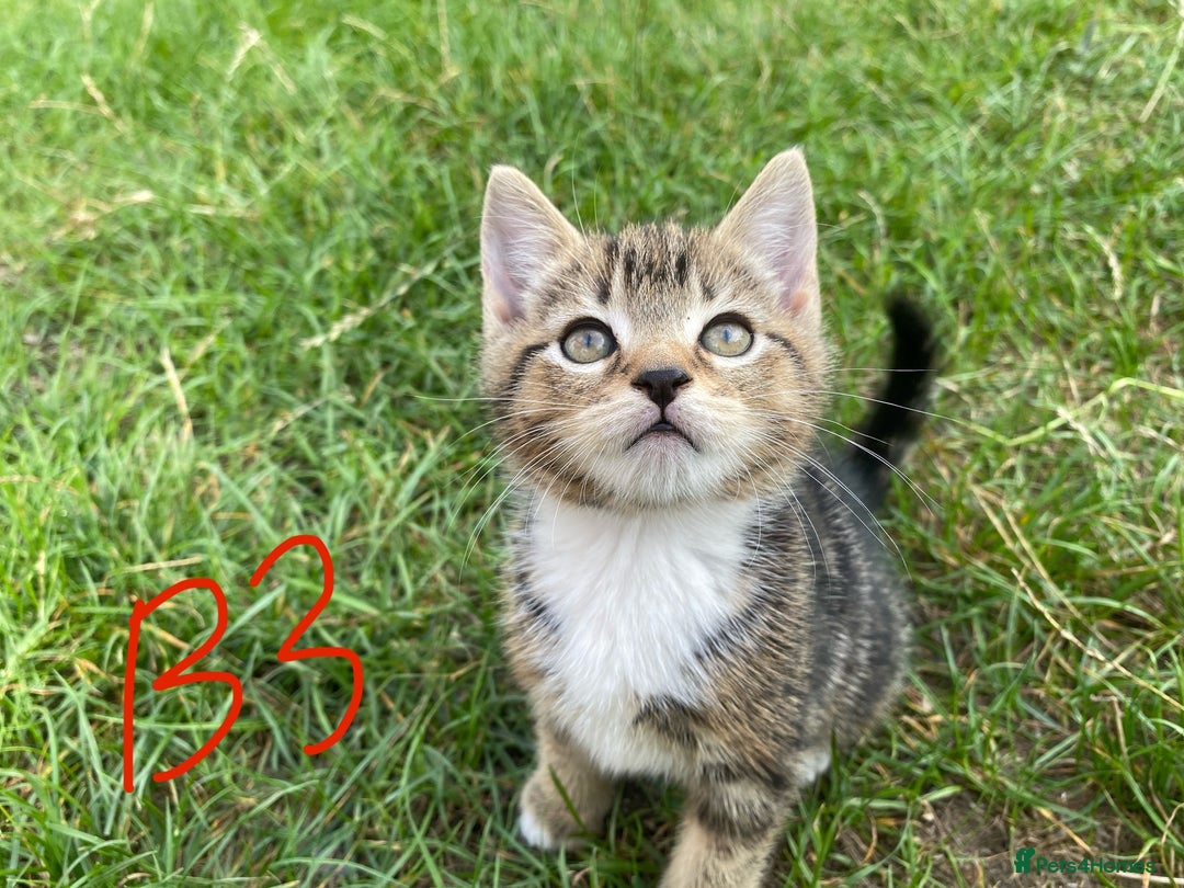 European cats for sale: 5 Adorable Male Kittens Looking for Loving Home - Image 15