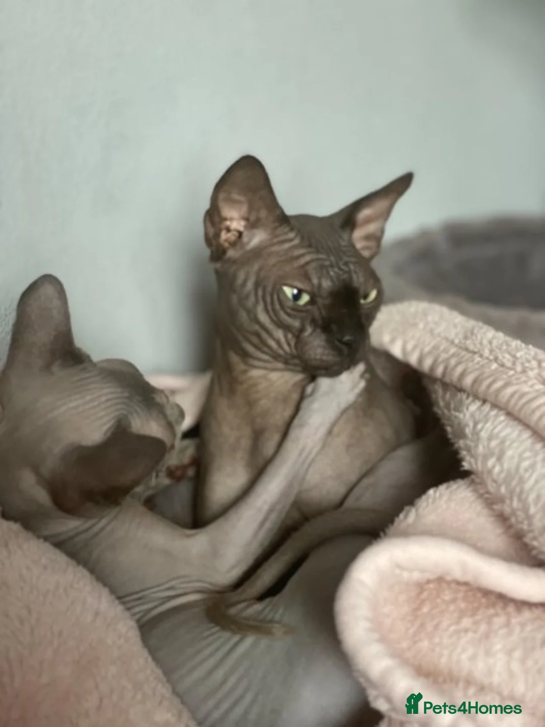 Sphynx cats for stud: Tica Registered Canadian Sphynx in Hull - Advert 4