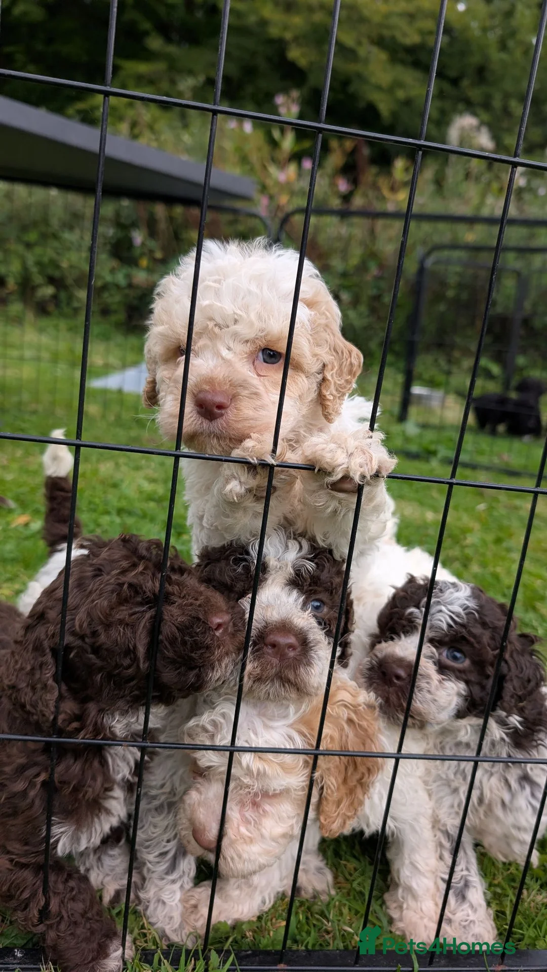 Lagotto Romagnolo dogs for sale: Lovely Lagotto Pups (KC Reg, imported breeding) - Advert 2