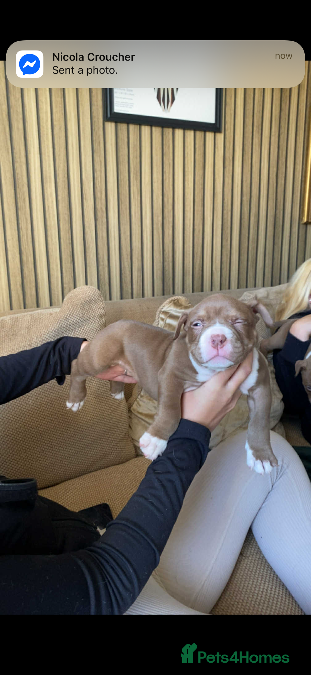 American Bully dogs for sale: 6 stunning American bully’s for sale  - Image 2