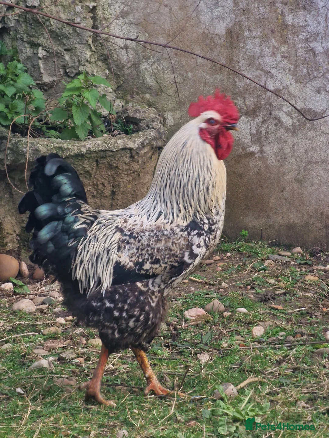 Chickens poultry for sale: Cockerels For Sale - Advert 4