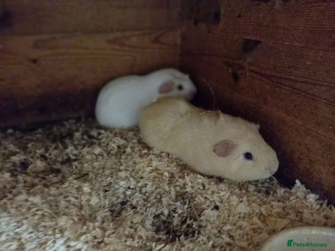 Guinea Pig rodents for sale: Guinea pigs in Swindon - Advert 3