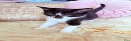 Mixed Breed cats for sale: British Tabby Kittens – Ready Now - Advert 3