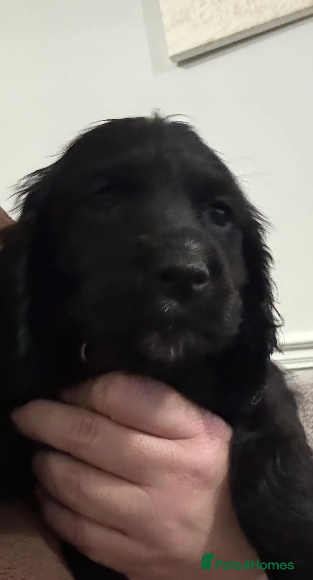 Cocker Spaniel dogs for sale: Working cocker spaniels  - Advert 12