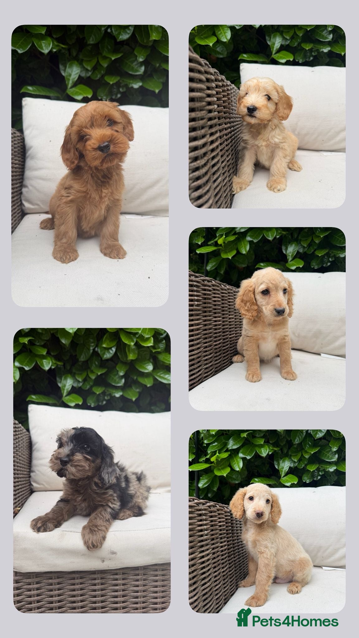 Cockapoo dogs F2b cockapoo puppies - Advert 7