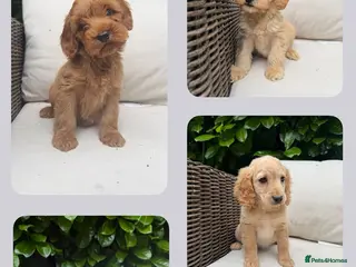 Cockapoo dogs F2b cockapoo puppies - Advert 7