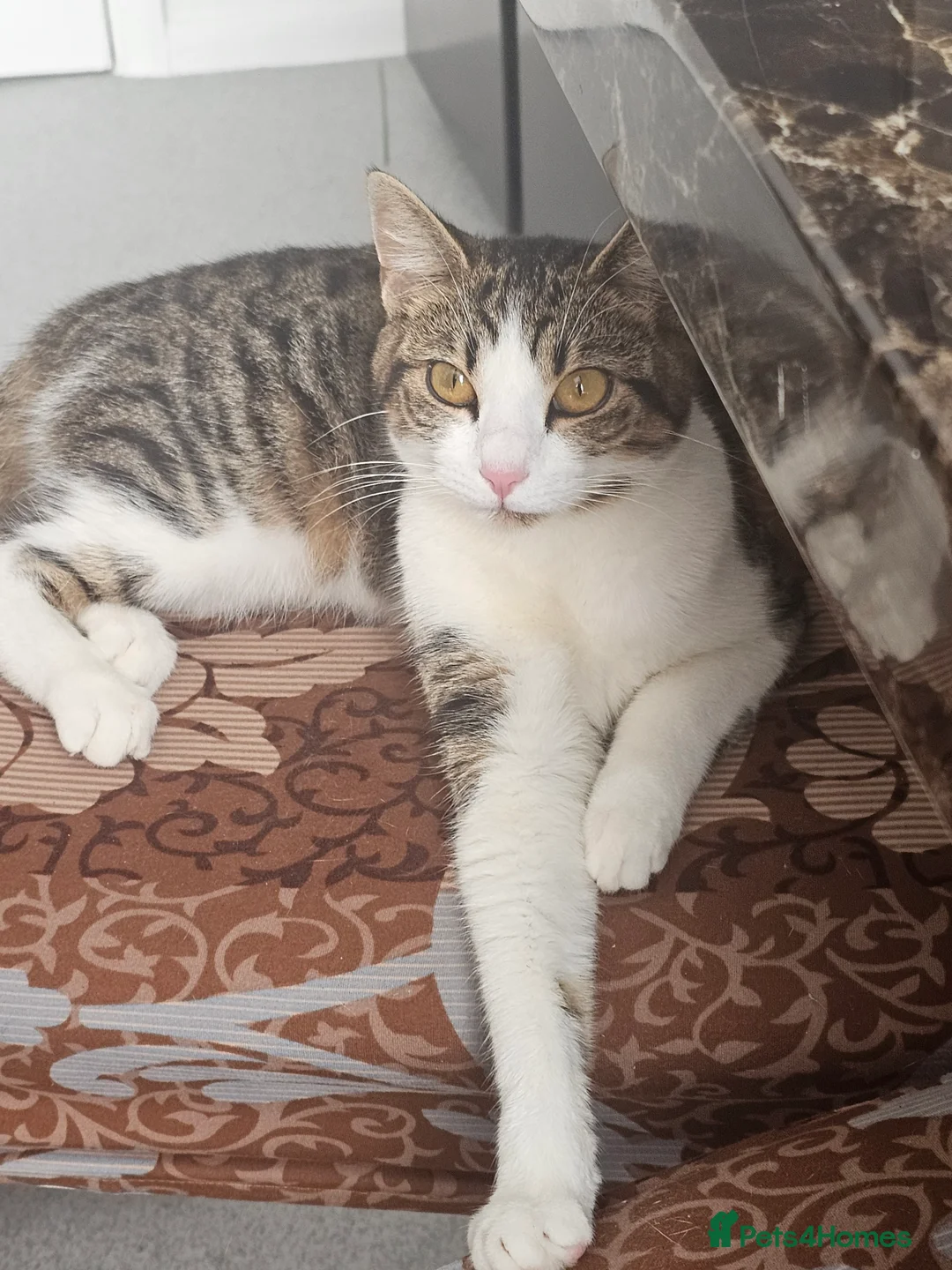 Mixed Breed cats for sale: Bengal Mix Kitten (Spayed) - Advert 2