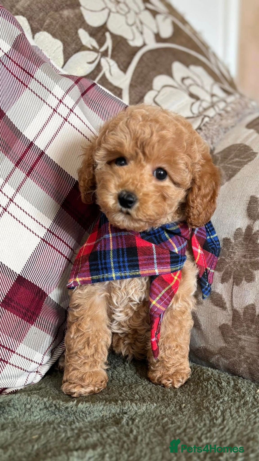 Miniature Poodle dogs for sale: Top Class Kc Reg Mini Poodles - Ready Now   - Image 2