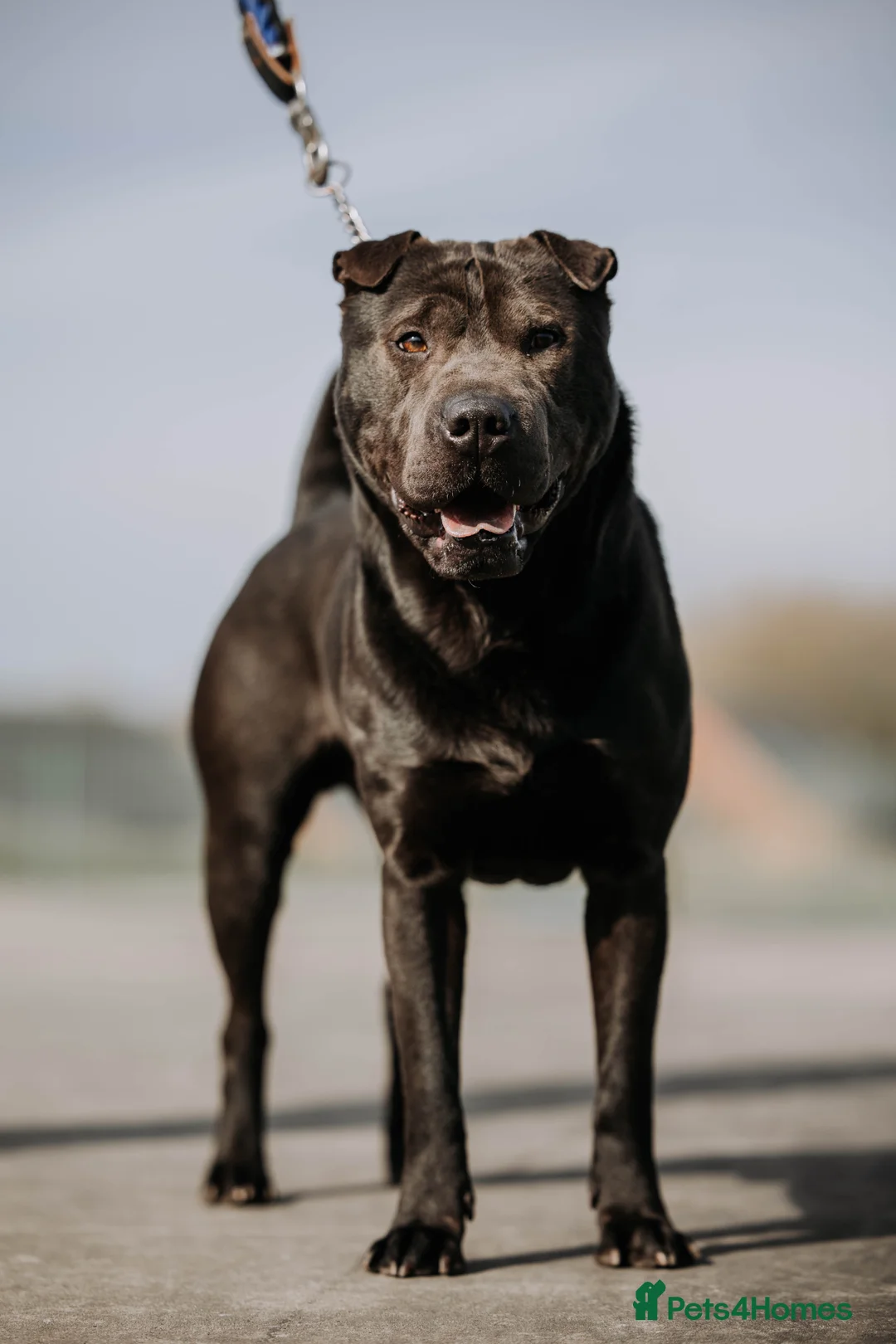 Shar Pei dogs for stud: Shar pei x Staffordshire bull terrier for stud in Runcorn - Advert 1
